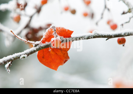 Tulpenbaum (Liriodendron Tulipifera), Herbst Blatt gefangen auf Ast von Frostwetter, Niedersachsen, Deutschland Stockfoto