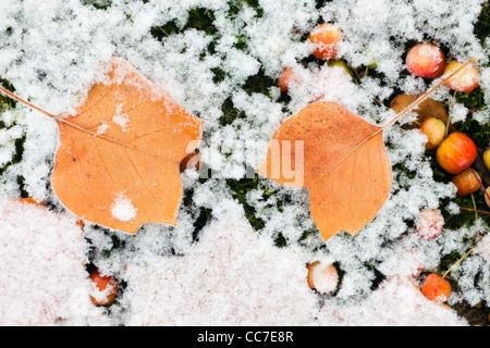 Tulpenbaum (Liriodendron Tulipifera) verlässt am Boden, bedeckt mit Frost, Niedersachsen, Deutschland Stockfoto