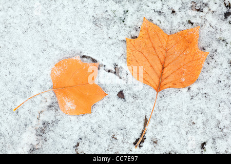 Tulpenbaum (Liriodendron Tulipifera) verlässt am Boden, bedeckt mit Frost, Niedersachsen, Deutschland Stockfoto