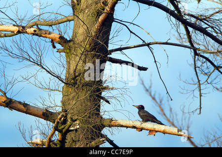 Schwarzspecht (Dryocopus Martius), männliche thront auf Zweig des Toten Tanne, Bramwald, Niedersachsen, Deutschland Stockfoto