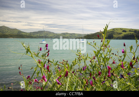 Akaroa Harbour, New Zealand Stockfoto