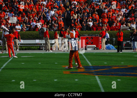 13. November 2010: Aubie, das Maskottchen der Auburn University, sieht man im Mittelfeld feuern die Fans vor einem großen Spiel im Jahr 2010. Stockfoto