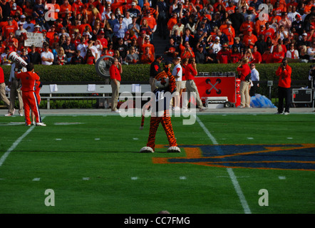 13. November 2010: Aubie, das Maskottchen der Auburn University, sieht man im Mittelfeld feuern die Fans vor einem großen Spiel im Jahr 2010. Stockfoto