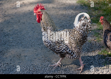Hühner, die beim Überqueren der Straße Stockfoto