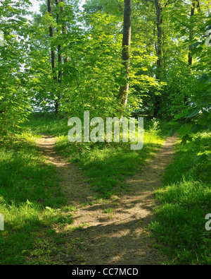 Gespaltener Weg im Wald, Mohnesee, Kreis Soest, Suedufer, Nordrhein-Westfalen, Deutschland Stockfoto