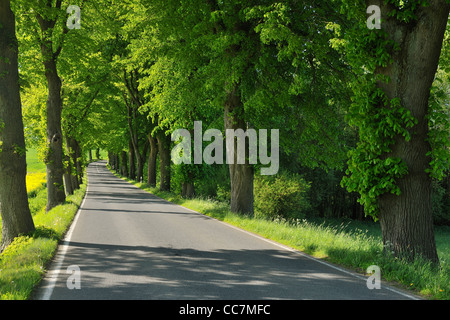 Von Bäumen gesäumten Straße, Mohnesee, Soest Bezirk, Suedufer, Nordrhein-Westfalen, Deutschland Stockfoto