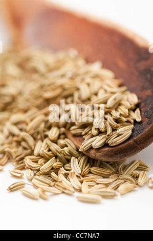 Fenchelsamen Stockfoto