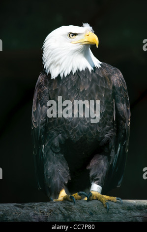 Weißkopf-Seeadler (Haliaeetus Leucocephalus lat.) in Gefangenschaft, Stockfoto