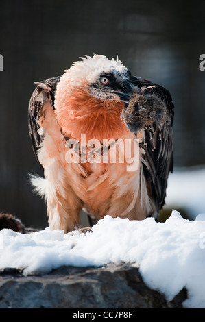 Captive Bartgeier (lat. sollten Barbatus) mit seinem beten Stockfoto