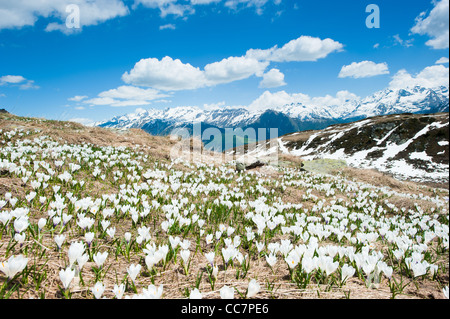 Blühende Blumen auf einer Almwiese mit Bergen im Hintergrund auf der Fiescheralp, Wallis Schweiz Stockfoto