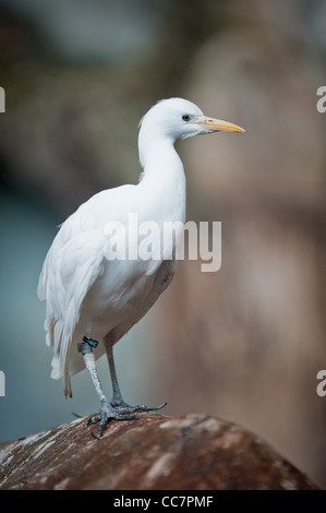 Captive Kuhreiher (lat. Ardeola Ibis) stehend auf ein Nashorn Stockfoto