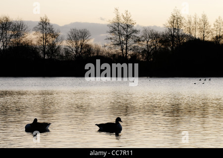 Enten und Gänse an einem See in der Dämmerung Stockfoto