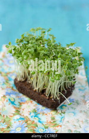 Nahaufnahme von frisch und grün-Kresse-Salat Stockfoto