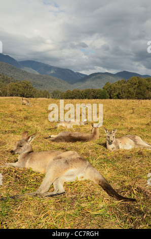 Östliche graue Kängurus, Geehi, Kosciuszko National Park, New South Wales, Australien Stockfoto