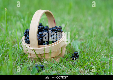 Nahaufnahme von Brombeeren in einem Korb auf dem Rasen Stockfoto