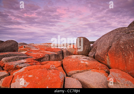 Roten Flechten auf Felsen, Bay of Fires, Bay of Fires Conservation Area, Tasmanien, Australien Stockfoto