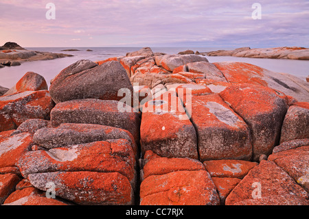 Roten Flechten auf Felsen, Bay of Fires, Bay of Fires Conservation Area, Tasmanien, Australien Stockfoto