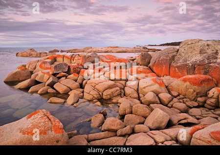 Roten Flechten auf Felsen, Bay of Fires, Bay of Fires Conservation Area, Tasmanien, Australien Stockfoto