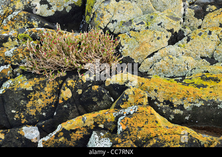 Flechten auf Felsen, runden Kopf, Stanley, Tasmanien, Australien Stockfoto