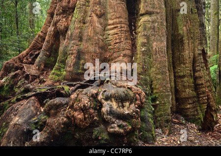 Browntop Stringybark im Wald, Tasmanien, Australien Stockfoto