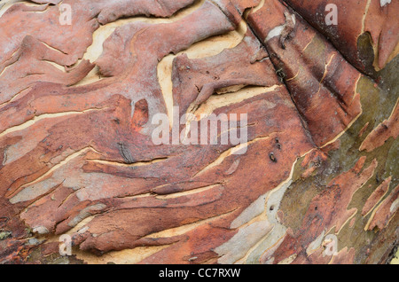 Nahaufnahme von Snow Gum Tree, Alpine National Park, Victoria, Australien Stockfoto