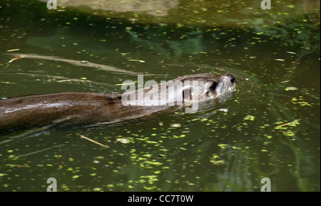 am Wasser Landschaft zeigt eine schwimmen Otter im natürlichen Ambiente Stockfoto