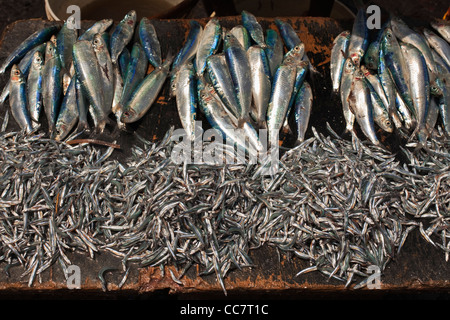 Frische Sardinen, Tansania Stockfoto