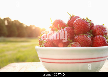 Nahaufnahme von Erdbeeren Stockfoto