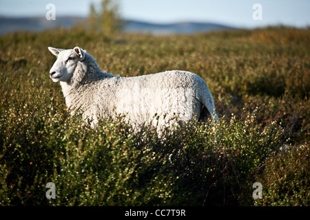 Schafe auf Dovre, Oppland Fylke, Norwegen. Stockfoto