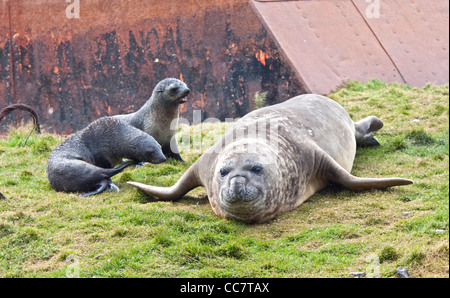 Antarktischen Seebären (Arctocephalus Gazella) und südlichen See-Elefanten (Mirounga Leonina), Hafen von Grytviken, Südgeorgien Stockfoto