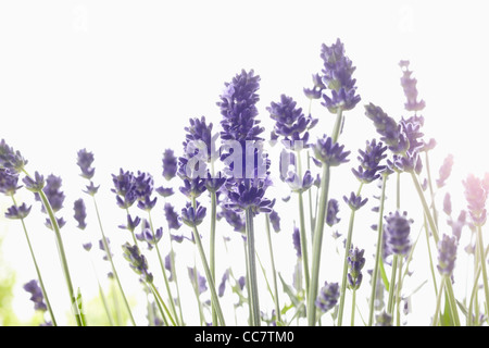 Nahaufnahme von Lavendel Stockfoto