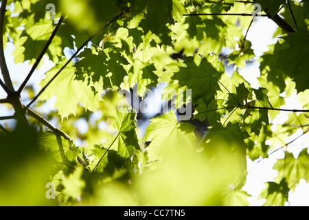 Baum-Blätter, Hamburg, Deutschland Stockfoto