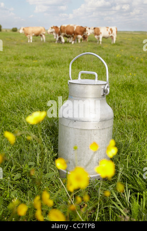 Milchkanne und Kühe im Bereich, Havneby, Syddanmark, Dänemark Stockfoto