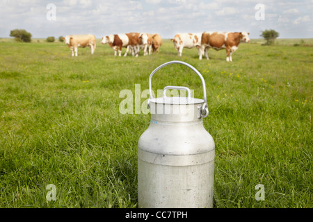 Milchkanne und Kühe im Bereich, Havneby, Syddanmark, Dänemark Stockfoto