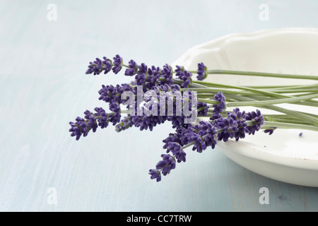 Lavendel in Schale Stockfoto