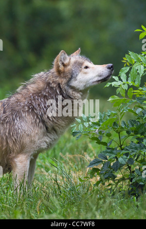 Timberwolf in Game Reserve, Bayern, Deutschland Stockfoto