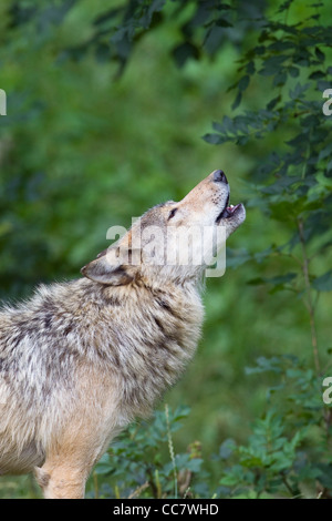 Timber Wolf heulen, Bayern, Deutschland Stockfoto