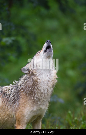 Timber Wolf heulen, Bayern, Deutschland Stockfoto
