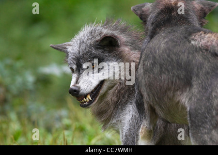 Timber Wölfe in Game Reserve, Bayern, Deutschland Stockfoto