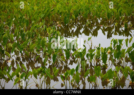 Taro-Felder, Kauai, Hawaii, USA Stockfoto