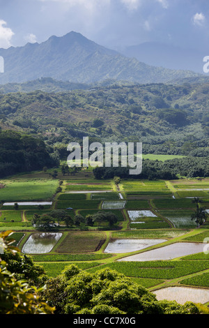 Taro-Felder, Kauai, Hawaii, USA Stockfoto