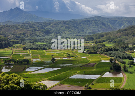 Taro-Felder, Kauai, Hawaii, USA Stockfoto