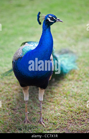 Pfau, Kauai, Hawaii, USA Stockfoto