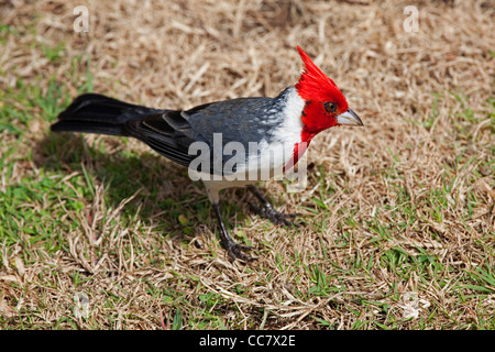 Rot Crested Kardinal, Kauai, Hawaii, USA Stockfoto