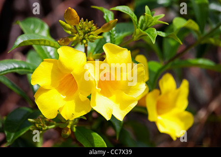 Goldene Trompete Rebe, Kauai, Hawaii, USA Stockfoto