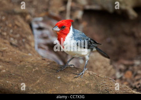 Rot Crested Kardinal, Kauai, Hawaii, USA Stockfoto