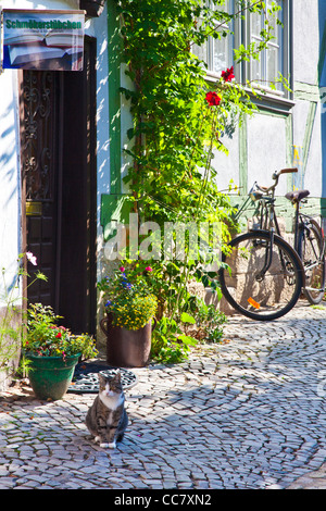 Katze sitzt in einer gepflasterten Straße von mittelalterlichen Fachwerkhäusern in der UNESCO-Welterbe-Stadt Quedlinburg, Deutschland. Stockfoto