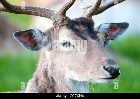 jungen Gefangenen männliche Damhirsche (lat. Dama Dama) sitzt auf einer grünen Wiese Stockfoto