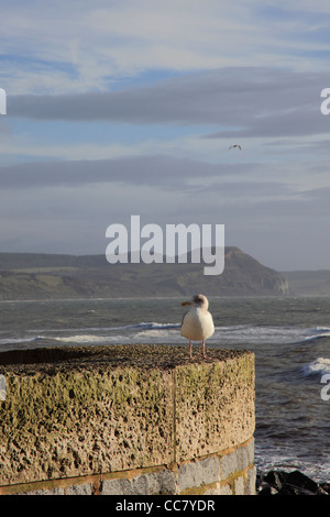 Eine Silbermöwe auf dem Deich in Lyme Regis mit Golden Cap hinaus, Dorset, England, UK Stockfoto