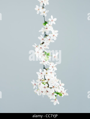 Kirschblüten Stockfoto